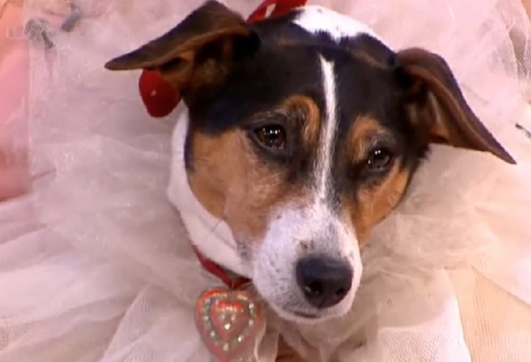 Woman Who 'Married' Her Dog Says 