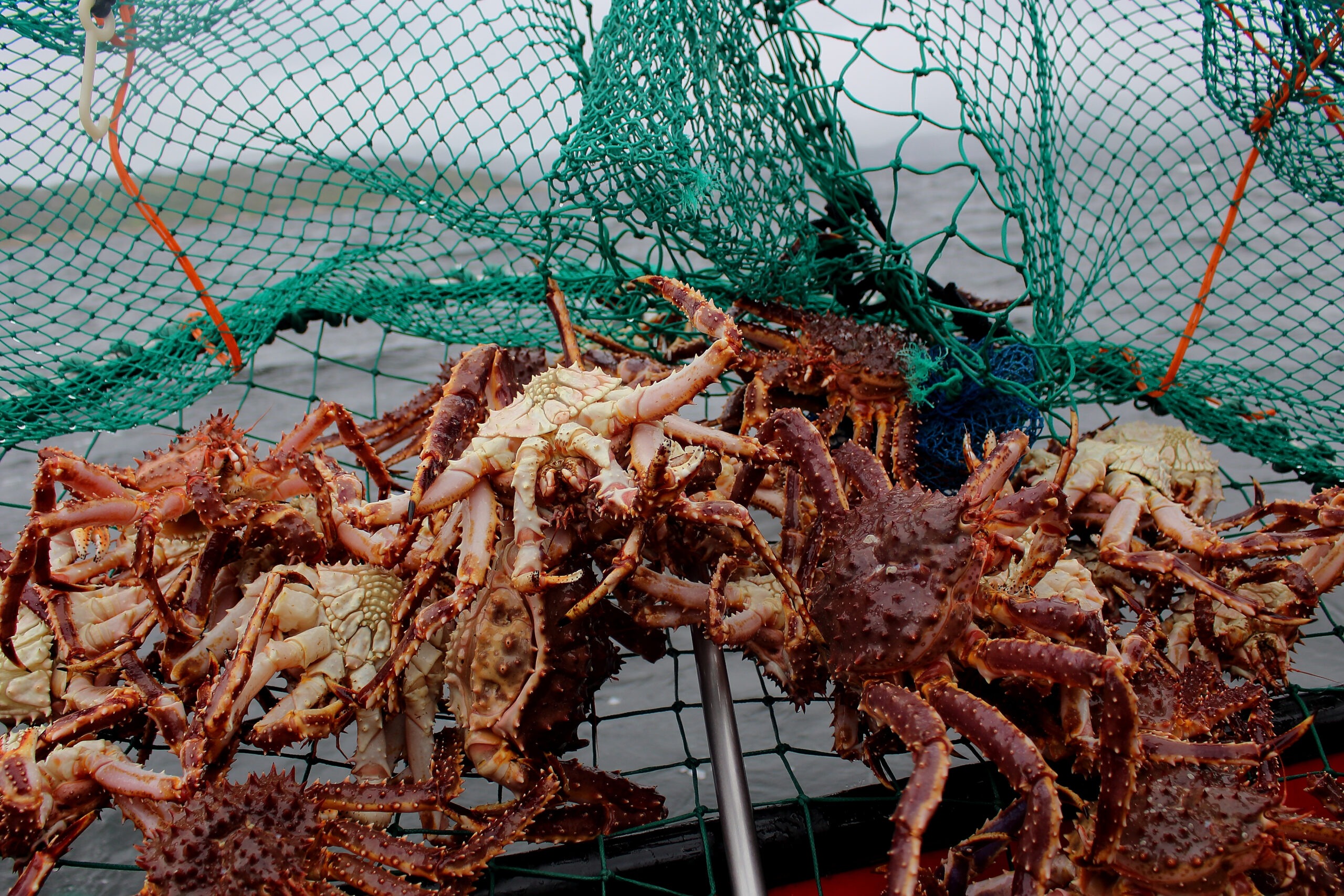 Fishing net full of king crabs. | Source: Shutterstock